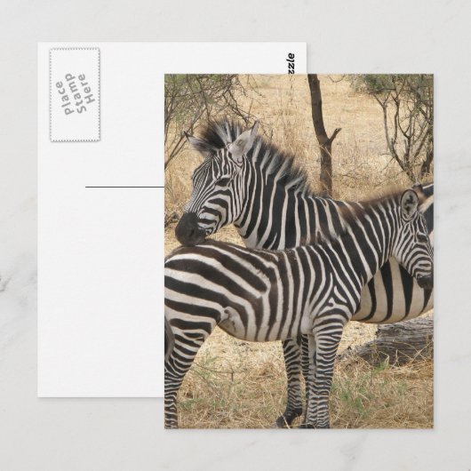 Mutter und Baby Zebra Postcard Postkarte (Vorne/Hinten)