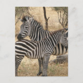 Mutter und Baby Zebra Postcard Postkarte (Vorderseite)