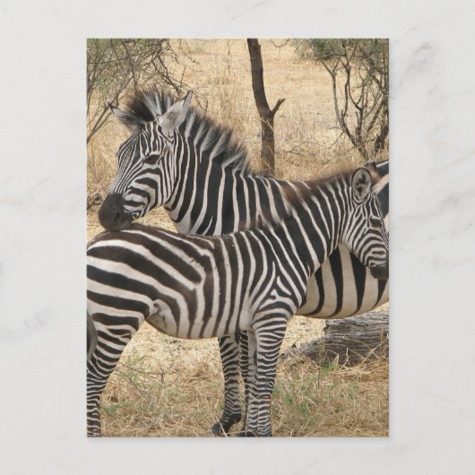 Mutter und Baby Zebra Postcard Postkarte (Vorderseite)