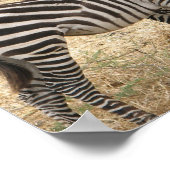 Mutter und Baby Zebra Poster (Ecke)
