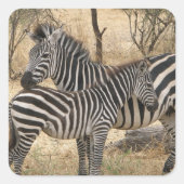 Mutter und Baby Zebra Sticker (Vorderseite)