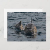 Mütter- und Babydelfine nah Postkarte (Vorne/Hinten)