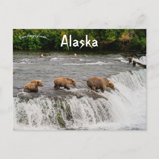Mütter und Bärenjungen Fischen in Alaska Postkarte (Vorderseite)