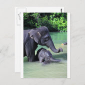 Mutter und Elefant im Fluss Postkarte (Vorne/Hinten)