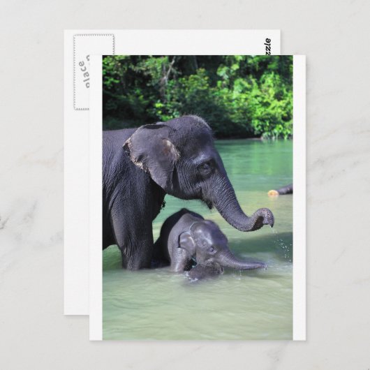 Mutter und Elefant im Fluss Postkarte (Vorne/Hinten)