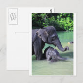 Mutter und Elefant im Fluss Postkarte (Vorne/Hinten)