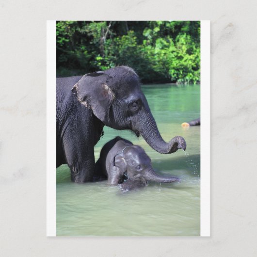 Mutter und Elefant im Fluss Postkarte (Vorderseite)
