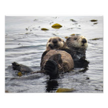Mutter und Jungtier Seeotter