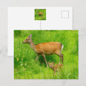 Mutter und Kind - Brachhirsche mit jungen Postkarte (Vorne/Hinten)