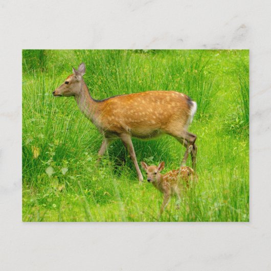 Mutter und Kind - Brachhirsche mit jungen Postkarte (Vorderseite)