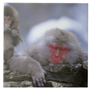 Mutter und Kind von Snow Monkey, Jigokudani, Nagan Fliese