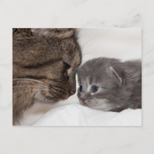 Mutter und Sohn Katze und Kitten Postkarte