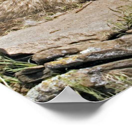 Mutter Wolf mit 2 Cubs Poster (Ecke)