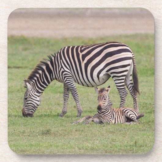 Mutter Zebra mit neugeborenem Colt Getränkeuntersetzer (Vorderseite)