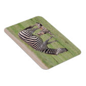 Mutter Zebra mit neugeborenem Colt Magnet (Rechte Seite)