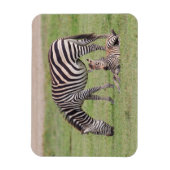 Mutter Zebra mit neugeborenem Colt Magnet (Vertikal)