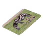 Mutter Zebra mit neugeborenem Colt Magnet (Linke Seite)