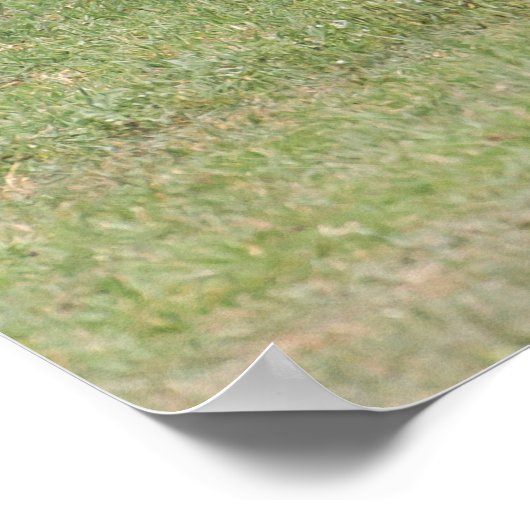 Mutter Zebra mit neugeborenem Colt Poster (Ecke)