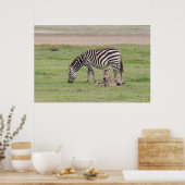 Mutter Zebra mit neugeborenem Colt Poster (Küche)