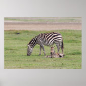 Mutter Zebra mit neugeborenem Colt Poster (Vorne)