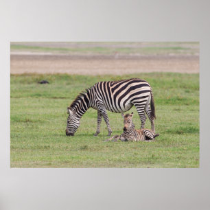 Mutter Zebra mit neugeborenem Colt Poster