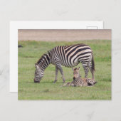Mutter Zebra mit neugeborenem Colt Postkarte (Vorne/Hinten)