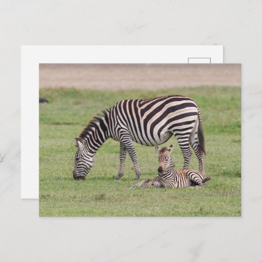 Mutter Zebra mit neugeborenem Colt Postkarte (Vorne/Hinten)