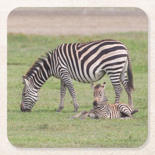 Mutter Zebra mit neugeborenem Colt Rechteckiger Pappuntersetzer (Vorderseite)