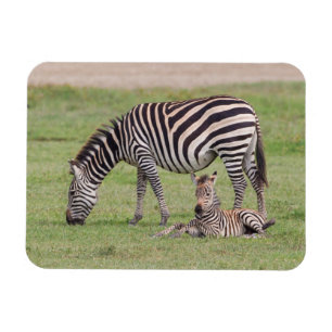 Mutter Zebra mit neugeborenem Fohlen Magnet