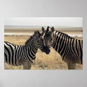 Mutter Zebra und junger Zebra Poster