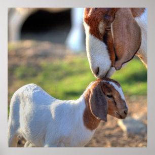 Mutter-Ziege u. Baby Poster