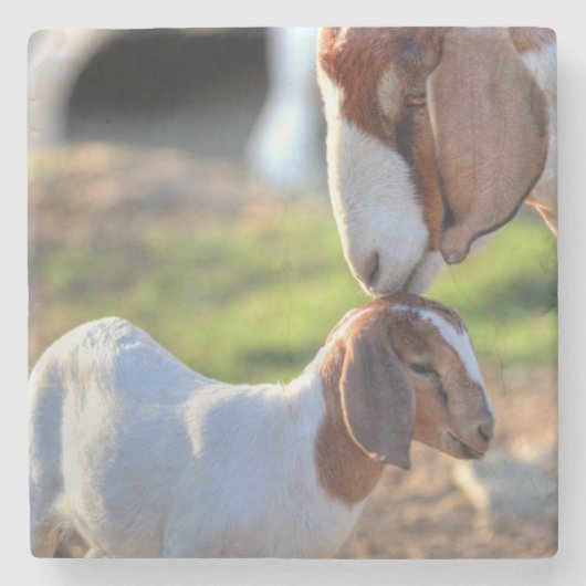 Mutter-Ziege u. Baby Steinuntersetzer (Vorderseite)