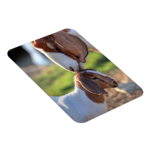 Mutter Ziege und Baby Magnet (Rechte Seite)