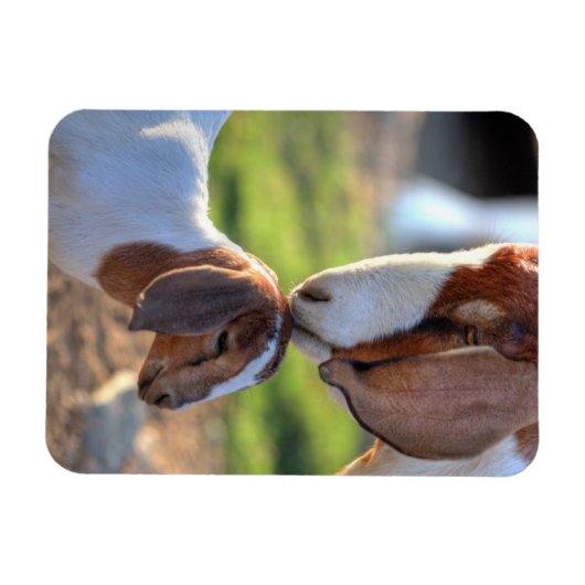 Mutter Ziege und Baby Magnet (Horizontal)