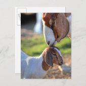Mutter Ziege und Baby Postkarte (Vorne/Hinten)