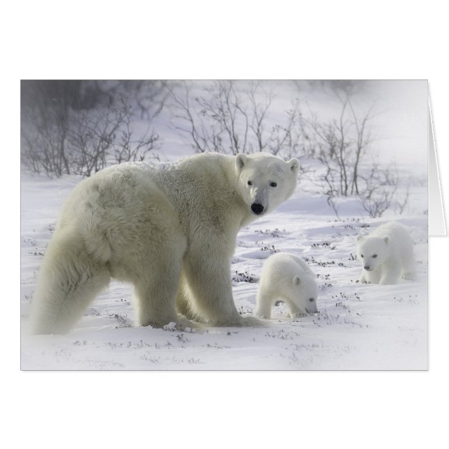 Mutterbär mit jungen Jungen (Vorderseite (Horizontal))