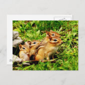 Mutterchipmunk und Babys Postkarte (Vorne/Hinten)