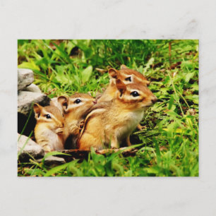 Mutterchipmunk und Babys Postkarte