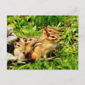 Mutterchipmunk und Babys Postkarte (Vorderseite)