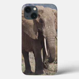 Mutterelefant, der mit Elefantkalb geht iPhone 13 Hülle