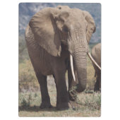 Mutterelefant, der mit Elefantkalb geht Klemmbrett (Rückseite)