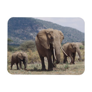 Mutterelefant geht mit Elefantenkalb Magnet