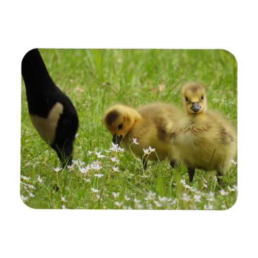 Muttergans (Canada) und Gänse Magnet (Horizontal)