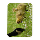Muttergans (Canada) und Gänse Magnet (Vertikal)