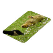 Muttergans (Canada) und Gänse Magnet (Linke Seite)