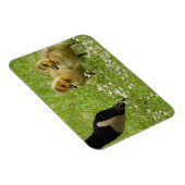 Muttergans (Canada) und Gänse Magnet (Rechte Seite)