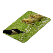 Muttergans (Canada) und Gänse Magnet (Linke Seite)