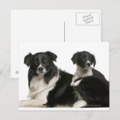 Muttergrenzkühe und Welpe Postkarte (Vorne/Hinten)