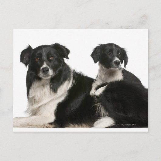 Muttergrenzkühe und Welpe Postkarte (Vorderseite)