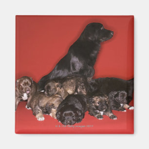 Mutterhund mit Welpen Magnet